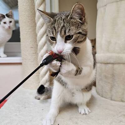 Kater Aslan und Kiano warten auf Post, EKH - Kater