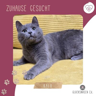 Kater Balu möchte Deine Welt erobern, EKH Jungtier - Kater