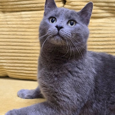 Kater Balu möchte Deine Welt erobern, EKH Jungtier - Kater