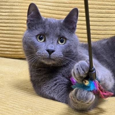 Kater Balu möchte Deine Welt erobern, EKH Jungtier - Kater