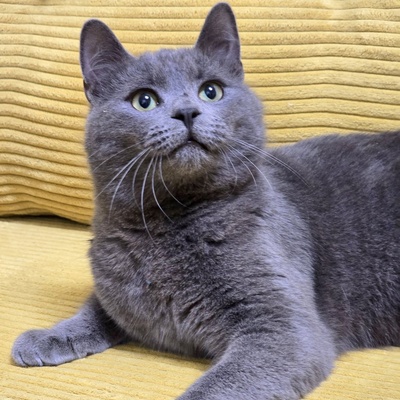 Kater Balu möchte Deine Welt erobern, EKH Jungtier - Kater