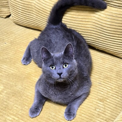 Kater Balu möchte Deine Welt erobern, EKH Jungtier - Kater