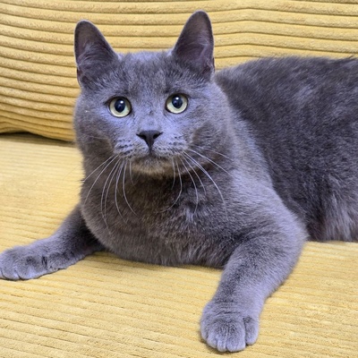 Kater Balu möchte Deine Welt erobern, EKH Jungtier - Kater