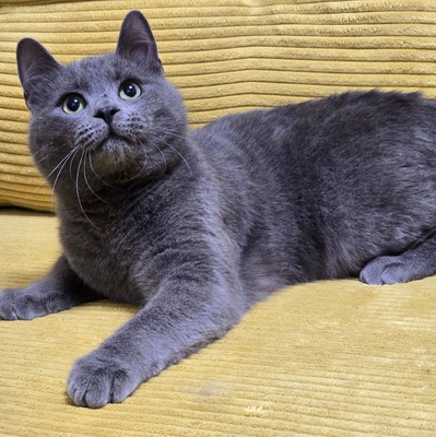 Kater Balu möchte Deine Welt erobern, EKH Jungtier - Kater