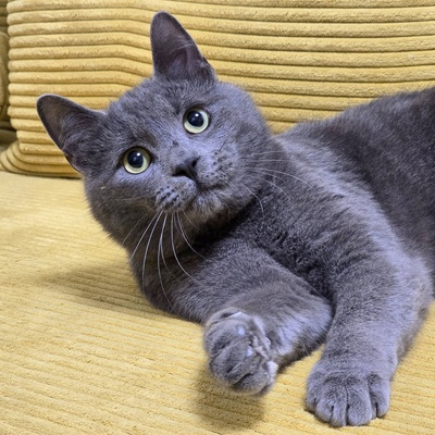 Kater Balu möchte Deine Welt erobern, EKH Jungtier - Kater