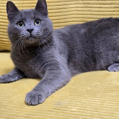 Kater Balu möchte Deine Welt erobern, EKH Jungtier - Kater