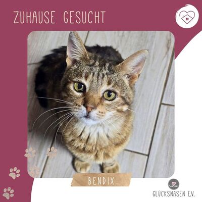 Kater Bendix sucht seine lieben Menschen
