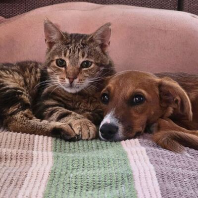 Kater Bendix sucht seine lieben Menschen, EKH - Kater
