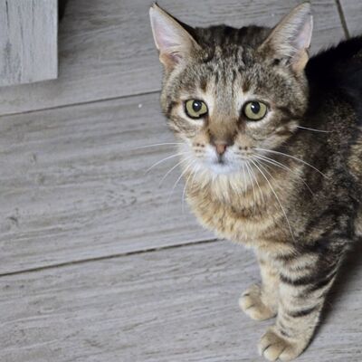 Kater Bendix sucht seine lieben Menschen, EKH - Kater