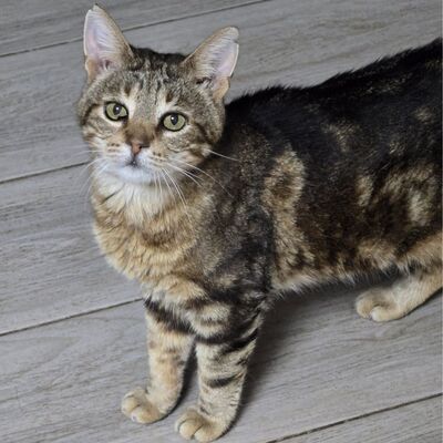 Kater Bendix sucht seine lieben Menschen, EKH - Kater