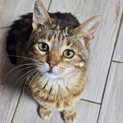 Kater Bendix sucht seine lieben Menschen, EKH - Kater