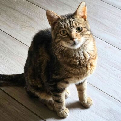 Kater Bendix sucht seine lieben Menschen, EKH - Kater