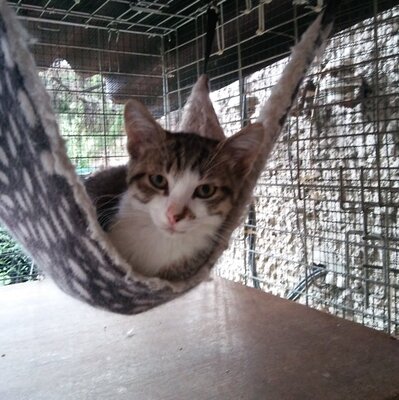 Kater Benji freut sich über Post von Dir, EKH - Kater
