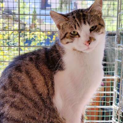 Kater Benji freut sich über Post von Dir, EKH - Kater