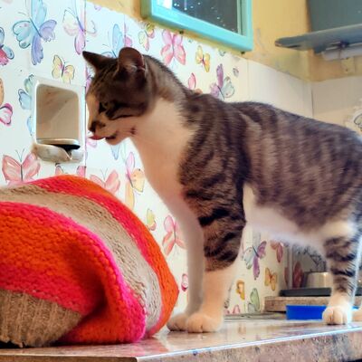 Kater Benji freut sich über Post von Dir, EKH - Kater