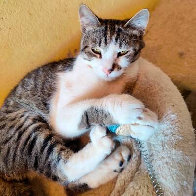 Kater Benji freut sich über Post von Dir, EKH - Kater
