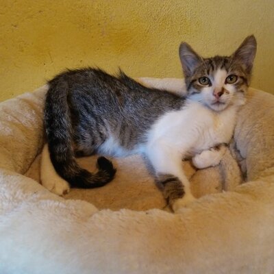 Kater Benji freut sich über eine Nachricht, EKH - Kater