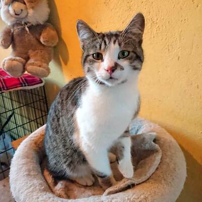 Kater Benji freut sich über eine Nachricht, EKH - Kater