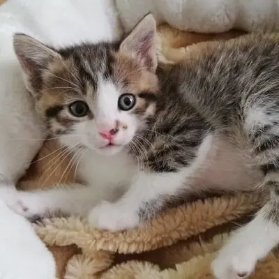 Kater Benji wartet auf seine eigene Familie, EKH - Kater