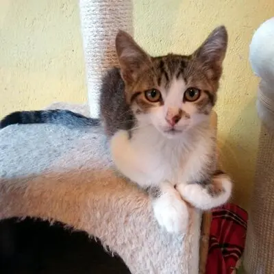 Kater Benji wartet auf seine eigene Familie, EKH - Kater