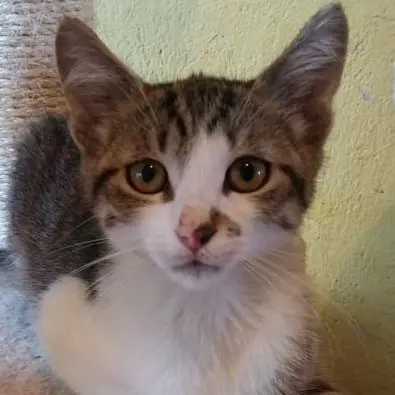 Kater Benji wartet auf seine eigene Familie, EKH - Kater