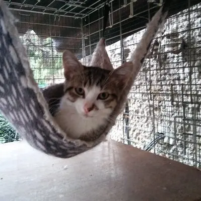 Kater Benji wartet auf seine eigene Familie, EKH - Kater