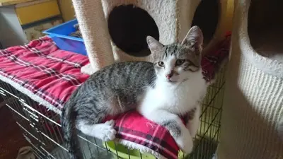 Kater Benji wartet auf seine eigene Familie, EKH - Kater