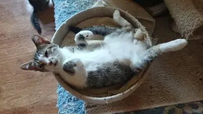 Kater Benji wartet auf seine eigene Familie, EKH - Kater