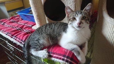 Kater Benji wartet auf seine eigene Familie, EKH - Kater