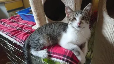 Kater Benji wartet auf seine eigene Familie, EKH - Kater