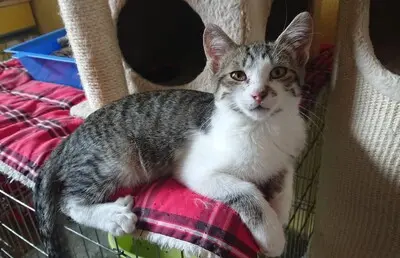 Kater Benji wartet auf seine eigene Familie, EKH - Kater