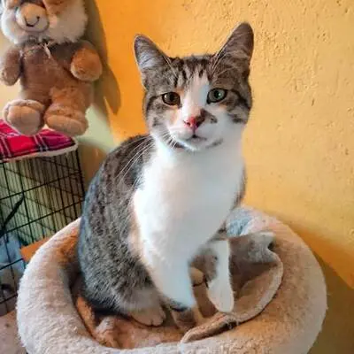 Kater Benji wartet auf seine eigene Familie, EKH - Kater