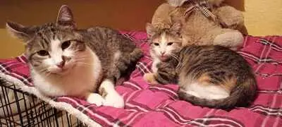 Kater Benji wartet auf seine eigene Familie, EKH - Kater