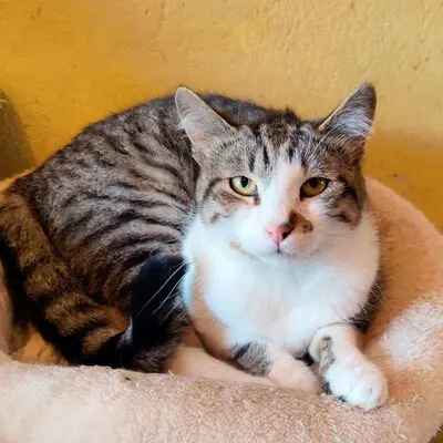 Kater Benji wartet auf seine eigene Familie, EKH - Kater