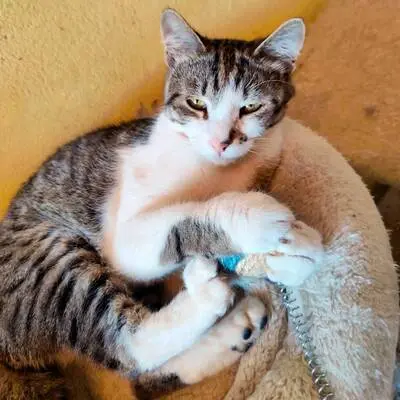 Kater Benji wartet auf seine eigene Familie, EKH - Kater