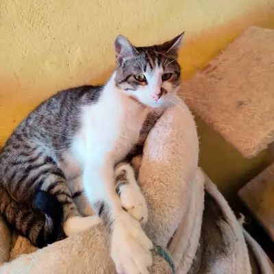 Kater Benji wartet auf seine eigene Familie, EKH - Kater