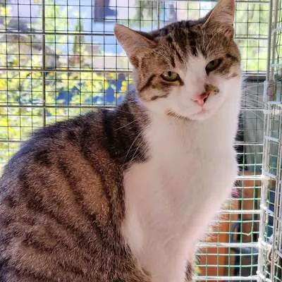 Kater Benji wartet auf seine eigene Familie, EKH - Kater