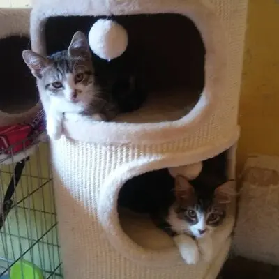 Kater Benji wartet auf seine eigene Familie, EKH - Kater