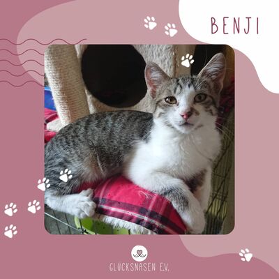 Kater Benji wartet schon sehr lange auf Dich