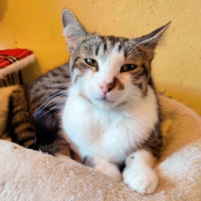 Kater Benji wartet schon sehr lange auf Dich, EKH - Kater