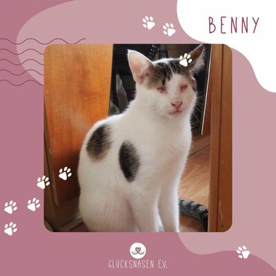 Kater Benny sucht sehnsüchtig seine Menschen, EKH - Kater