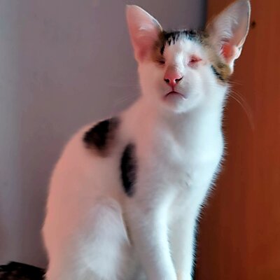 Kater Benny sucht sehnsüchtig seine Menschen, EKH - Kater