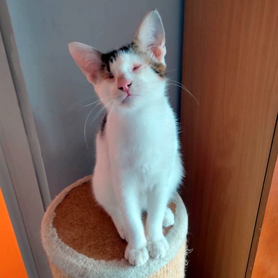 Kater Benny sucht sehnsüchtig seine Menschen, EKH - Kater