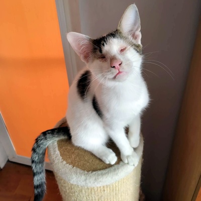 Kater Benny sucht sehnsüchtig seine Menschen, EKH - Kater
