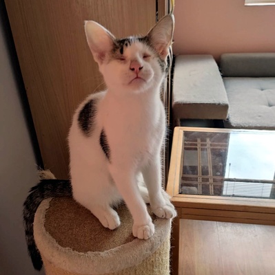 Kater Benny sucht sehnsüchtig seine Menschen, EKH - Kater