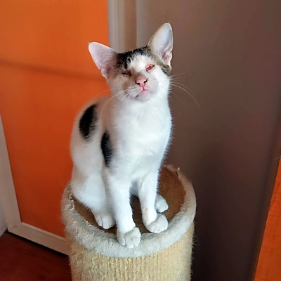 Kater Benny sucht sehnsüchtig seine Menschen, EKH - Kater