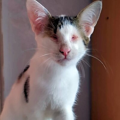 Kater Benny sucht sehnsüchtig seine Menschen, EKH - Kater