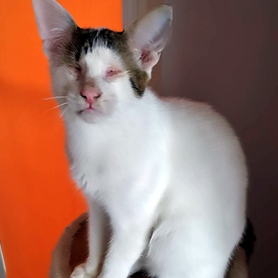 Kater Benny sucht sehnsüchtig seine Menschen, EKH - Kater