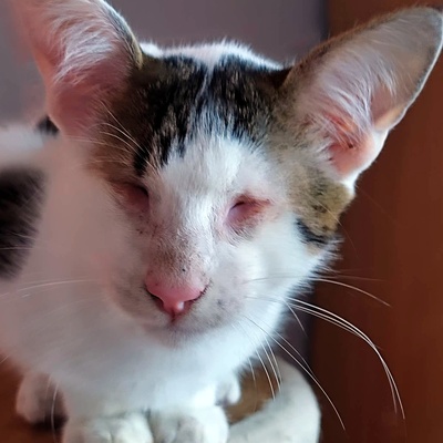 Kater Benny sucht sehnsüchtig seine Menschen, EKH - Kater