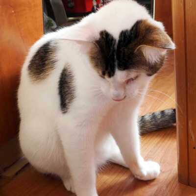 Kater Benny sucht sehnsüchtig seine Menschen, EKH - Kater